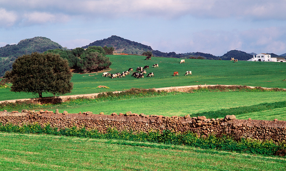Un campo de Menorca | Manuela Muñoz © Arxiu AETIB